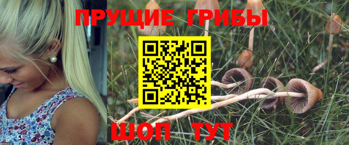 Псилоцибиновые грибы мицелий  Вход с VPN  Нововоронеж  Галлюциногенные грибы GOLDEN TEACHER 